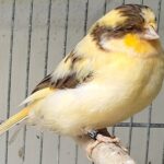 1000023803-1000x1000-KGSNQqFD47