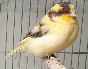 1000023803-1000x1000-KGSNQqFD47