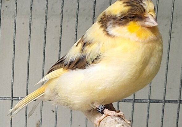 1000023803-1000x1000-KGSNQqFD47