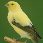 1_London-Fancy-classic-Renders-3-jpg