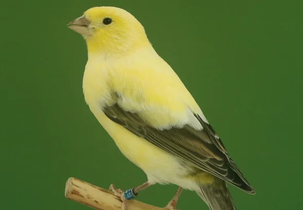 1_London-Fancy-classic-Renders-3-jpg