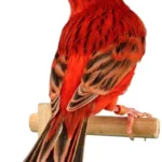 3-canary-red_agate-03-455x680