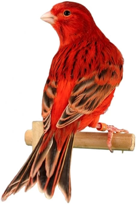 3-canary-red_agate-03-455x680