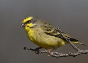 53153400552_b97af485f2_b