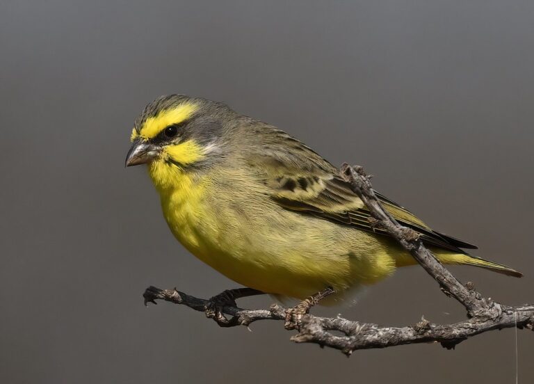 53153400552_b97af485f2_b