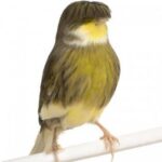 74f2cfdf4ab81bccac6bff174dbed50a