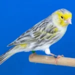 Achates-topazio-kitrino-mosaiko-bd3