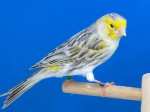 Achates-topazio-kitrino-mosaiko-bd3