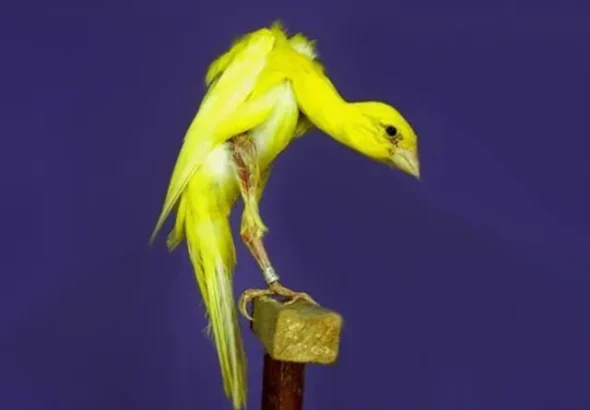 Canarini-arricciato-giboso