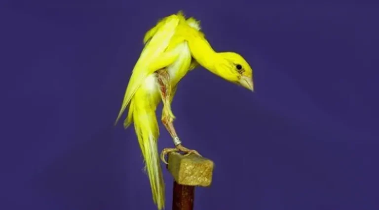 Canarini-arricciato-giboso