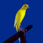 Canarino-FLP-japan-hoso