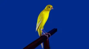 Canarino-FLP-japan-hoso