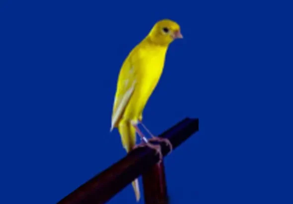 Canarino-FLP-japan-hoso