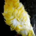 Padovan-kanarini-6ee