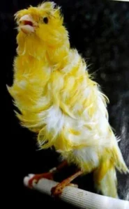 Padovan-kanarini-6ee