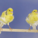 Canari - Frisés du Nord