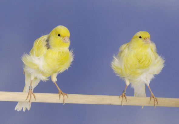 Canari - Frisés du Nord