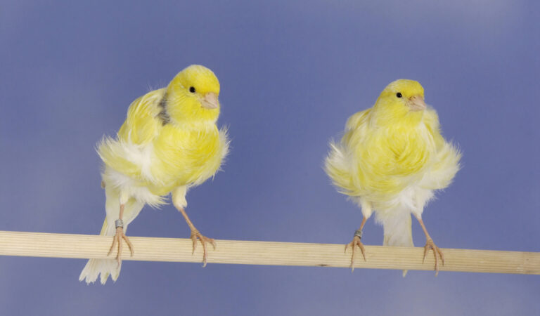 Canari - Frisés du Nord