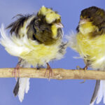 Canari - Frisé géant italien et Frisé parisien