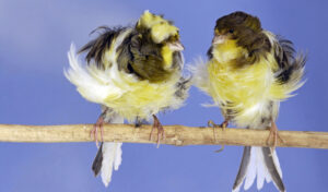 Canari - Frisé géant italien et Frisé parisien
