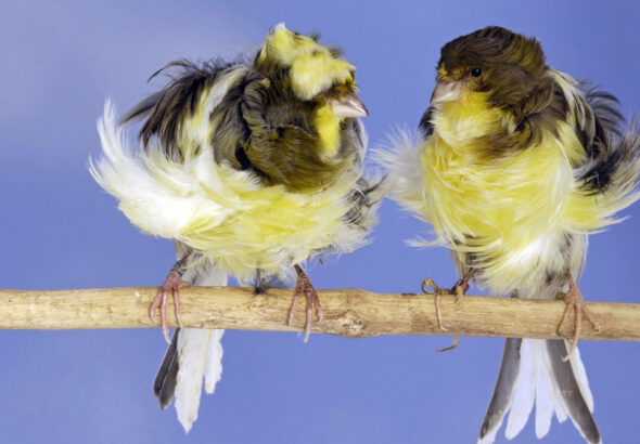 Canari - Frisé géant italien et Frisé parisien