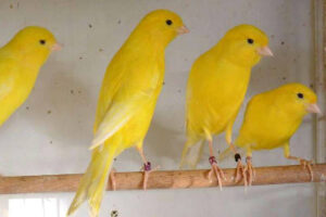 canarino-bernese-bernois