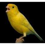 canarios-malinois-waterslager-1