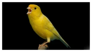 canarios-malinois-waterslager-1