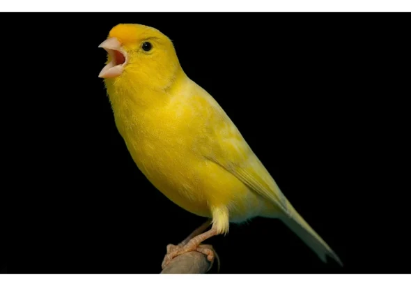 canarios-malinois-waterslager-1