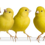 canary-flock