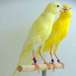 food3053061606098251756764