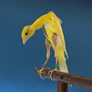 gibber-italicus-canaries-they-were-bred-to-look-this-way-v0-z0nmxjztkxv81
