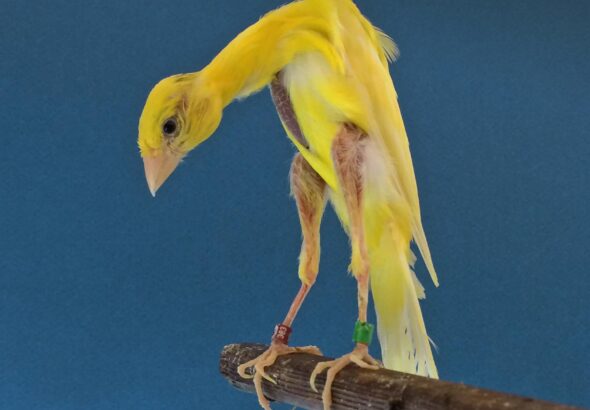 gibber-italicus-canaries-they-were-bred-to-look-this-way-v0-z0nmxjztkxv81