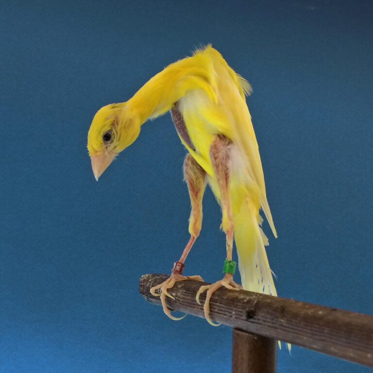 gibber-italicus-canaries-they-were-bred-to-look-this-way-v0-z0nmxjztkxv81