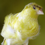 Canari - Fiorino huppé