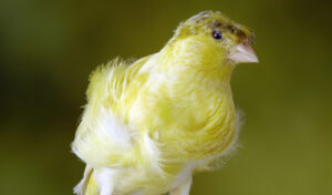 Canari - Fiorino huppé