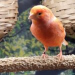 red-american-singer-standing-on-perch-1024x576