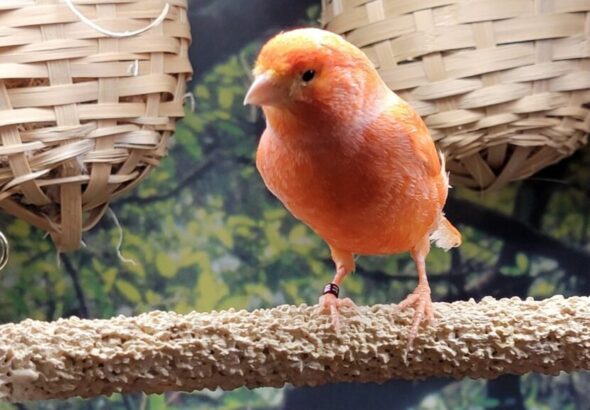 red-american-singer-standing-on-perch-1024x576