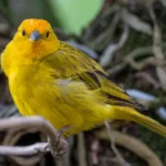 καναρίνι-του-ατλαντικού-ένα-μικρό-βραζιλιάνικο-άγριο-πτηνό-το-κίτρινο-218744598
