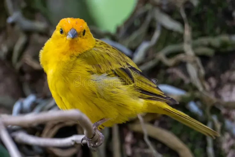 καναρίνι-του-ατλαντικού-ένα-μικρό-βραζιλιάνικο-άγριο-πτηνό-το-κίτρινο-218744598