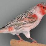 Αχάτης-Τοπάζιο-Κόκκινο-Μωσαϊκού-765x765