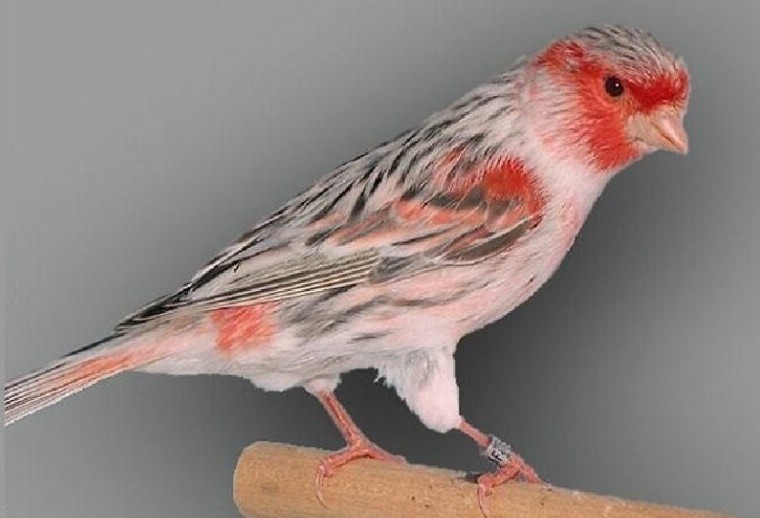 Αχάτης-Τοπάζιο-Κόκκινο-Μωσαϊκού-765x765