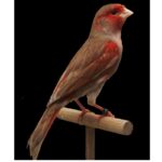 ΚΑΝΑΡΙΝΙΑ-ΚΑΦΕ-ΠΑΣΤΕΛ