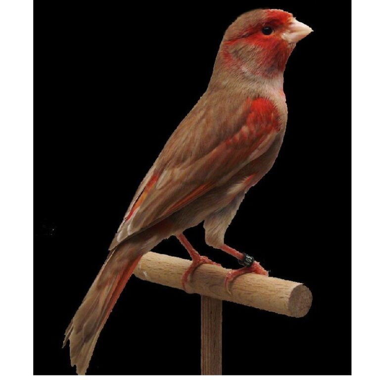 ΚΑΝΑΡΙΝΙΑ-ΚΑΦΕ-ΠΑΣΤΕΛ